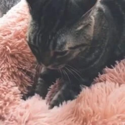 Snoozle Donut Hondenmand - Zacht En Luxe Hondenkussen - Wasbaar - Fluffy - Hondenmanden - 60cm - Lichtgrijs 23 Snoozle Donut Hondenmand - Zacht En Luxe Hondenkussen - Wasbaar - Fluffy - Hondenmanden - 60cm - Lichtgrijs -Huisdier Verkoop 1200x1200 2013