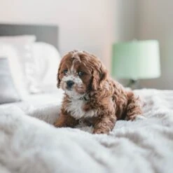 Fluffy Blanket - Pluche Hondendeken - 120 X 100 CM - Grijs - Voor De Auto Of Bank - Fleece -Huisdier Verkoop 1200x1200 2113