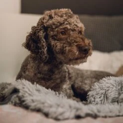 Fluffy Blanket - Pluche Hondendeken - 120 X 100 CM - Grijs - Voor De Auto Of Bank - Fleece -Huisdier Verkoop 1200x1200 2114