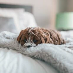 Fluffy Blanket - Pluche Hondendeken - 120 X 100 CM - Grijs - Voor De Auto Of Bank - Fleece -Huisdier Verkoop 1200x1200 2115