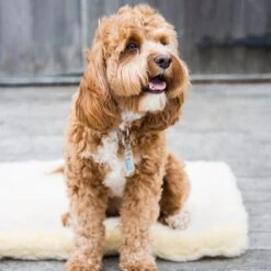 HuggleHounds - Wasbare Fleece Hondenmat Van Lamswol Voor Benches Of Als Los Kussen - In Naturel Of Grijs - S/M/L/XL/XXL - Grijs - S -Huisdier Verkoop 1200x1200 2178