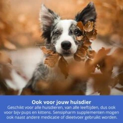 Sensipharm Omniderma Voor Kat, Hondje, Cavia, Konijn - Voedingssupplement Voor Huid En Vacht, Bij Jeuk, Eczeem & Hotspot - 90 Tabletten à 250 Mg 11 Sensipharm Omniderma Voor Kat, Hondje, Cavia, Konijn - Voedingssupplement Voor Huid En Vacht, Bij Jeuk, Eczeem & Hotspot - 90 Tabletten à 250 Mg -Huisdier Verkoop 1200x1200 2236