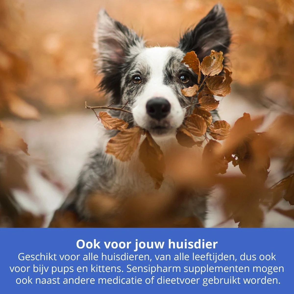 Sensipharm Omniderma Voor Kat, Hondje, Cavia, Konijn - Voedingssupplement Voor Huid En Vacht, Bij Jeuk, Eczeem & Hotspot - 90 Tabletten à 250 Mg 5 Sensipharm Omniderma Voor Kat, Hondje, Cavia, Konijn - Voedingssupplement Voor Huid En Vacht, Bij Jeuk, Eczeem & Hotspot - 90 Tabletten à 250 Mg - Afbeelding 3