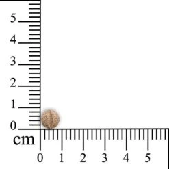 Sensipharm Omniderma Voor Kat, Hondje, Cavia, Konijn - Voedingssupplement Voor Huid En Vacht, Bij Jeuk, Eczeem & Hotspot - 90 Tabletten à 250 Mg 13 Sensipharm Omniderma Voor Kat, Hondje, Cavia, Konijn - Voedingssupplement Voor Huid En Vacht, Bij Jeuk, Eczeem & Hotspot - 90 Tabletten à 250 Mg -Huisdier Verkoop 1200x1200 2238