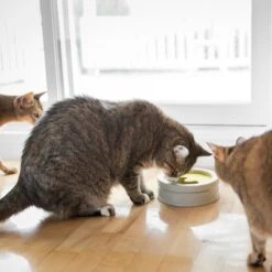 BeOneBreed Intellikatt - Slowfeeder Voor Katten - Voerpuzzel Aanbevolen Door Dierenartsen En Kattengedragsdeskundigen -Huisdier Verkoop 1200x1200 2425