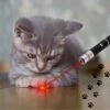 Katten Laser - Dierenwinkel Nederland 2 Katten Laser - Dierenwinkel Nederland -Huisdier Verkoop 1200x1200 2506
