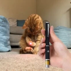 Katten Laser - Dierenwinkel Nederland -Huisdier Verkoop 1200x1200 2507