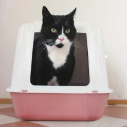 HG Tegen Kattenbakgeur - 500ml - Ongevaarlijk Voor Dier En Mens - Geurloos -Huisdier Verkoop 1200x1200 2821