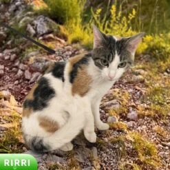 Rirri Kattenharnas Met Looplijn - Kattentuigje Met Looplijn Hoogwaardige Kwaliteit - Zwart -Huisdier Verkoop 1200x1200 2892