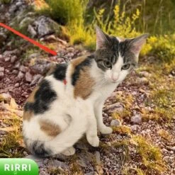 Rirri Kattenharnas Met Looplijn - Kattentuigje Met Looplijn Hoogwaardige Kwaliteit - Rood -Huisdier Verkoop 1200x1200 2898