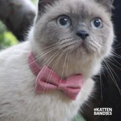 Kattenhalsband Velvet Met Strik | Halsband Kat | Kattenband Velours | Kattenbandje Velvet Met Strik, Veiligheidssluiting En Belletje In Roze 13 Kattenhalsband Velvet Met Strik | Halsband Kat | Kattenband Velours | Kattenbandje Velvet Met Strik, Veiligheidssluiting En Belletje In Roze -Huisdier Verkoop 1200x1200 2920