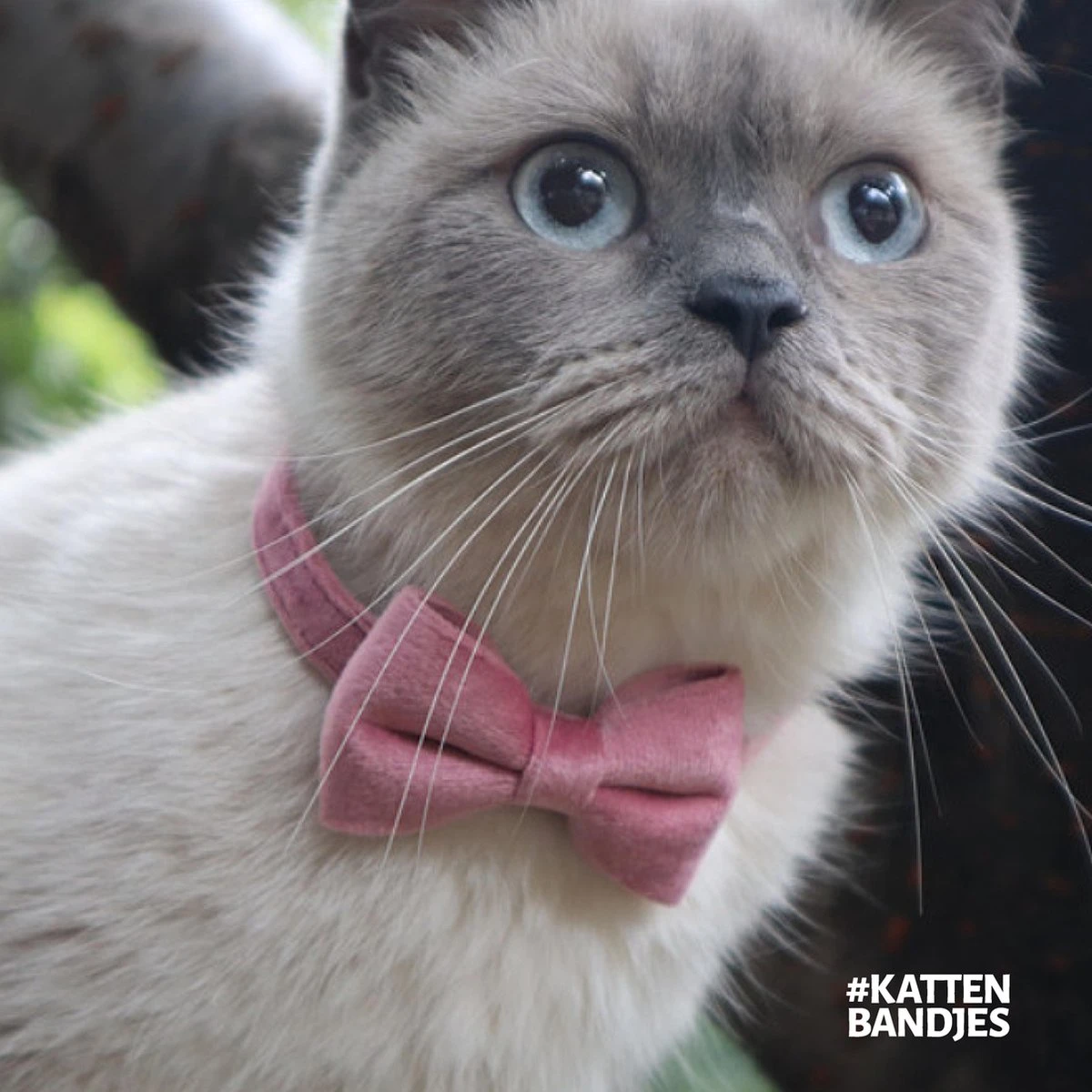 Kattenhalsband Velvet Met Strik | Halsband Kat | Kattenband Velours | Kattenbandje Velvet Met Strik, Veiligheidssluiting En Belletje In Roze 8 Kattenhalsband Velvet Met Strik | Halsband Kat | Kattenband Velours | Kattenbandje Velvet Met Strik, Veiligheidssluiting En Belletje In Roze - Afbeelding 6