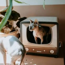 District 70 TELLY - Retro TV Krabmeubel - Instagrammable Kartonnen TV Voor Katten - 39 X 27 X 37 Cm 22 District 70 TELLY - Retro TV Krabmeubel - Instagrammable Kartonnen TV Voor Katten - 39 X 27 X 37 Cm -Huisdier Verkoop 1200x1200 2961