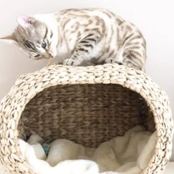 Ebi Radiator Sunrise Kattenmand - Incl. Kussen - Beige - 45 X 30 X 30 Cm -Huisdier Verkoop 1200x1200 3047