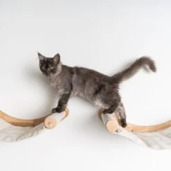 RHRQuality Wandmeubel Wandmontage Klimmuur Kat 53 X 43cm Luxe Hangmat XXL Creme Klim Wand Muur Krabpaal Katten Muurbevestiging -Huisdier Verkoop 1200x1200 3060