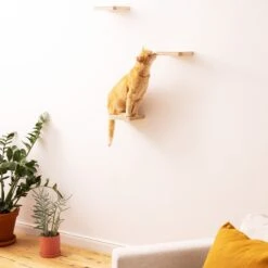 Navaris Katten Klimmuur 3 Tredes - 18 X 18 X 1,5 Cm Per Plankje - Katten Klimwand Van Hout - Inclusief Bevestigingsmateriaal 15 Navaris Katten Klimmuur 3 Tredes - 18 X 18 X 1,5 Cm Per Plankje - Katten Klimwand Van Hout - Inclusief Bevestigingsmateriaal -Huisdier Verkoop 1200x1200 3080