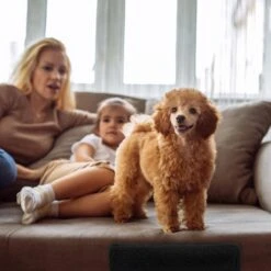 Relaxdays Hondentrap 3 Treden - Trapje Voor Honden - Opstapje Hond - Binnen - Hondentrapje - Zwart 16 Relaxdays Hondentrap 3 Treden - Trapje Voor Honden - Opstapje Hond - Binnen - Hondentrapje - Zwart -Huisdier Verkoop 1200x1200 32