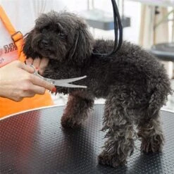 Merkloos Premium Gebogen Trimschaar Honden - Huisdier Trimmen - Hoofd, Poten Ogen & Oren - Kat & Hond Knippen - Veilige Schaar 12 Merkloos Premium Gebogen Trimschaar Honden - Huisdier Trimmen - Hoofd, Poten Ogen & Oren - Kat & Hond Knippen - Veilige Schaar -Huisdier Verkoop 1200x1200 375