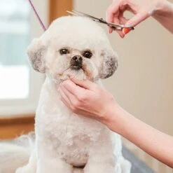 Merkloos Premium Gebogen Trimschaar Honden - Huisdier Trimmen - Hoofd, Poten Ogen & Oren - Kat & Hond Knippen - Veilige Schaar 13 Merkloos Premium Gebogen Trimschaar Honden - Huisdier Trimmen - Hoofd, Poten Ogen & Oren - Kat & Hond Knippen - Veilige Schaar -Huisdier Verkoop 1200x1200 376