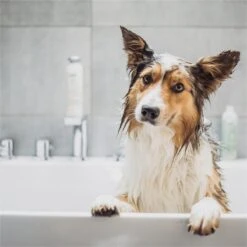 Greenfields Vacht Verzorging Set Voor Honden Shampoo, Conditioner & Droogshampoo 14 Greenfields Vacht Verzorging Set Voor Honden Shampoo, Conditioner & Droogshampoo -Huisdier Verkoop 1200x1200 461
