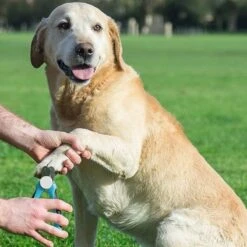 WVspecials® Professionele Dieren Nagelschaar Met Led Licht - Dieren Nagelschaar - Nagelschaar Hond - Honden Nagelknipper - Hondennagels - Honden Knip Schaar - Nageltang - Met LED Licht, Veiligheidsstop En Nagelvijl - Black Friday - Sinterklaas -Huisdier Verkoop 1200x1200 540