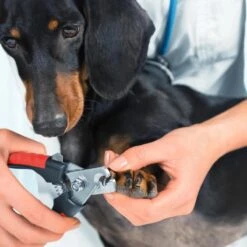 Merkloos Nagelschaar - Nagelschaartje - Nagelknipper - Geschikt Voor Hond Kat Konijn Cavia Vogel - 12 CM 10 Merkloos Nagelschaar - Nagelschaartje - Nagelknipper - Geschikt Voor Hond Kat Konijn Cavia Vogel - 12 CM -Huisdier Verkoop 1200x1200 581