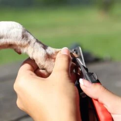 Merkloos Nagelschaar - Nagelschaartje - Nagelknipper - Geschikt Voor Hond Kat Konijn Cavia Vogel - 12 CM 11 Merkloos Nagelschaar - Nagelschaartje - Nagelknipper - Geschikt Voor Hond Kat Konijn Cavia Vogel - 12 CM -Huisdier Verkoop 1200x1200 582