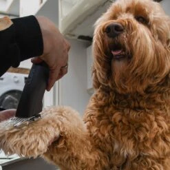 Clipr Ultimate 2-speed Hondentondeuse Op Accu -Huisdier Verkoop 1200x1200 604