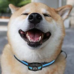 Premium Anti Blafband Apparaat Om Je Hond Snel En Effectief Te Laten Stoppen Met Blaffen - Diervriendelijke Opvoedingshalsband Zonder Schok - Trainingshalsband Voor Grote En Kleine Honden - Anti Blaf Apparaat - Correctie Halsband 19 Premium Anti Blafband Apparaat Om Je Hond Snel En Effectief Te Laten Stoppen Met Blaffen - Diervriendelijke Opvoedingshalsband Zonder Schok - Trainingshalsband Voor Grote En Kleine Honden - Anti Blaf Apparaat - Correctie Halsband -Huisdier Verkoop 1200x1200 766