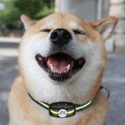 Premium Anti Blafband - Diervriendelijke Opvoedingshalsband Zonder Schok - Trainingshalsband Voor Grote En Kleine Honden - Anti Blaf Band - Correctie Halsband -Huisdier Verkoop 1200x1200 780