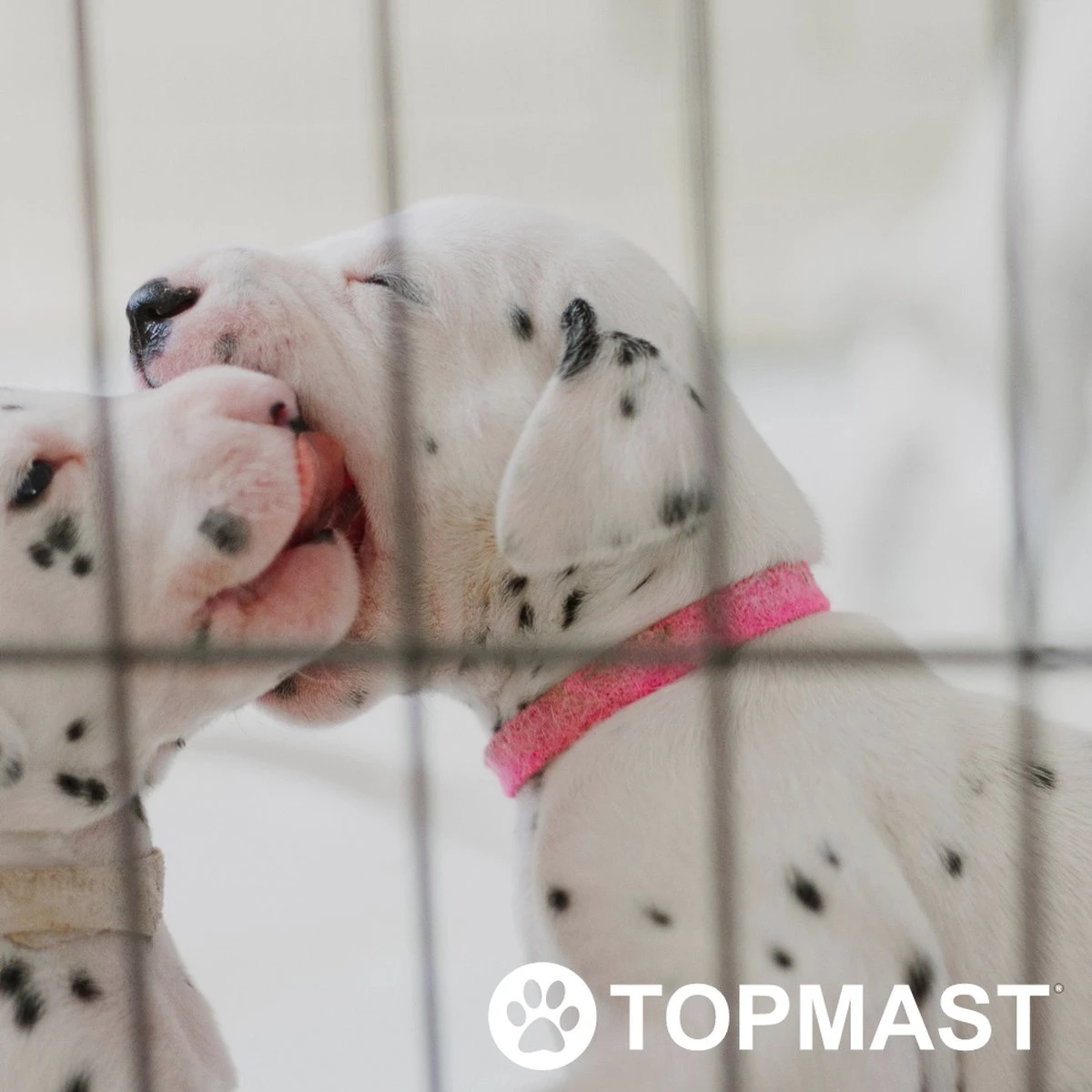 Topmast Puppyren Uitvouwbaar - Zwart - 560 Cm Omtrek - 76 Cm Hoog - Opvouwbaar - Expandable XL - Hondenren 6 Topmast Puppyren Uitvouwbaar - Zwart - 560 Cm Omtrek - 76 Cm Hoog - Opvouwbaar - Expandable XL - Hondenren - Afbeelding 4