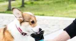 Honden Waterfles 500ML - Bidon - Honden Drinkfles - Waterfles Hond - Blauw -Huisdier Verkoop 1200x650