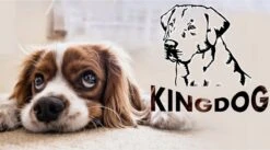 Kingdog - Groot Honden- En Kattenbed | Dierenmand 100 X 75 | Groen - Maat L -Huisdier Verkoop 1200x665 2