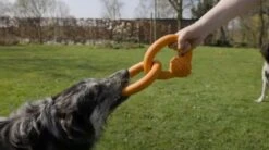 Beeztees Sumo Team - Hondenspeelgoed - Groen - 25x15x7,5 Cm -Huisdier Verkoop 1200x669 3