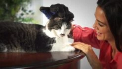 Vacht Verzorgingsborstel Voor Huisdieren - Blauw - LimitedDeals - Voor Honden Katten Konijnen Paarden - Tevens Massage Handschoen Voor Dieren! - Goed Voor De Verzorging Van De Vacht 18 Vacht Verzorgingsborstel Voor Huisdieren - Blauw - LimitedDeals - Voor Honden Katten Konijnen Paarden - Tevens Massage Handschoen Voor Dieren! - Goed Voor De Verzorging Van De Vacht -Huisdier Verkoop 1200x674