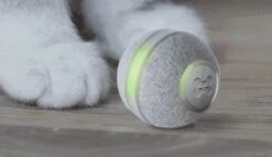 Cheerble Mini Ball 2.0 - Slimme Interactieve Zelf Rollende Bal Voor Katten - 3 Speelmodi - Kattenspeeltjes - USB Oplaadbaar - Rood 23 Cheerble Mini Ball 2.0 - Slimme Interactieve Zelf Rollende Bal Voor Katten - 3 Speelmodi - Kattenspeeltjes - USB Oplaadbaar - Rood -Huisdier Verkoop 1200x696