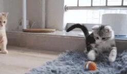 Cheerble Mini Ball 2.0 - Slimme Interactieve Zelf Rollende Bal Voor Katten - 3 Speelmodi - Kattenspeeltjes - USB Oplaadbaar - Rood 24 Cheerble Mini Ball 2.0 - Slimme Interactieve Zelf Rollende Bal Voor Katten - 3 Speelmodi - Kattenspeeltjes - USB Oplaadbaar - Rood -Huisdier Verkoop 1200x701 5