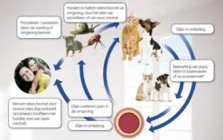 Beaphar Milquestra Kleine Kat/kitten - 0,5 Tot 4 Kg - 2 Tabletten 16 Beaphar Milquestra Kleine Kat/kitten - 0,5 Tot 4 Kg - 2 Tabletten -Huisdier Verkoop 1200x751 7