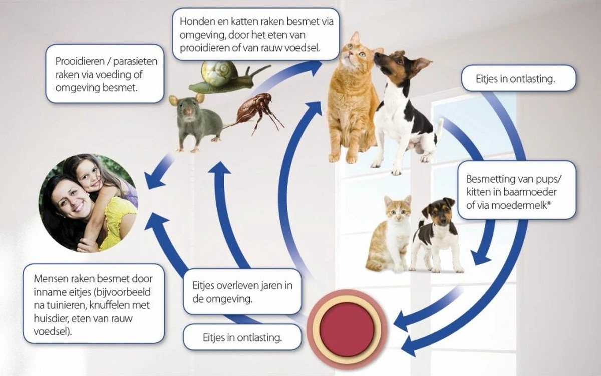 Beaphar Milquestra Kleine Hond/Puppy - Ontwormingsmiddel - 2 Tabletten 6 Beaphar Milquestra Kleine Hond/Puppy - Ontwormingsmiddel - 2 Tabletten - Afbeelding 4