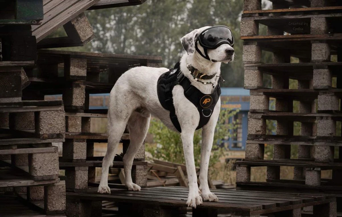 Always Prepared © Pro K9 Hondentuig - Anti Trek - Y Tuig - Middel En Grote Hond - Veiligheidstuig 12 Always Prepared © Pro K9 Hondentuig - Anti Trek - Y Tuig - Middel En Grote Hond - Veiligheidstuig - Afbeelding 10