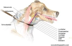 Anny.X Hondentuig Y Tuig Bruin Barnsteen Maat L Geschikt Voor Borstomvang 70-86cm 14 Anny.X Hondentuig Y Tuig Bruin Barnsteen Maat L Geschikt Voor Borstomvang 70-86cm -Huisdier Verkoop 1200x765 1