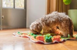 SNUFFIES® Snuffelmat Belle 60x50cm – Snuffelmat – Snuffelmatten - Honden Speelgoed - Honden Speelgoed Intelligentie - Snuffelmat Hond - Snuffelmatten – Hersenwerk – Honden Speeltjes – Puppy - Puppy Speelgoed - Honden Denkspelletjes 22 SNUFFIES® Snuffelmat Belle 60x50cm – Snuffelmat – Snuffelmatten - Honden Speelgoed - Honden Speelgoed Intelligentie - Snuffelmat Hond - Snuffelmatten – Hersenwerk – Honden Speeltjes – Puppy - Puppy Speelgoed - Honden Denkspelletjes -Huisdier Verkoop 1200x783 6