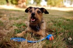 Chuckit! Ultra Bal - L - 7 Cm -Huisdier Verkoop 1200x797 6