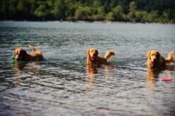 Chuckit! Chuckit Ultra Ball - XXL - 11 Cm 19 Chuckit! Chuckit Ultra Ball - XXL - 11 Cm -Huisdier Verkoop 1200x797 8