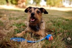 Chuckit! Chuckit Ultra Ball - XXL - 11 Cm 27 Chuckit! Chuckit Ultra Ball - XXL - 11 Cm -Huisdier Verkoop 1200x797 9