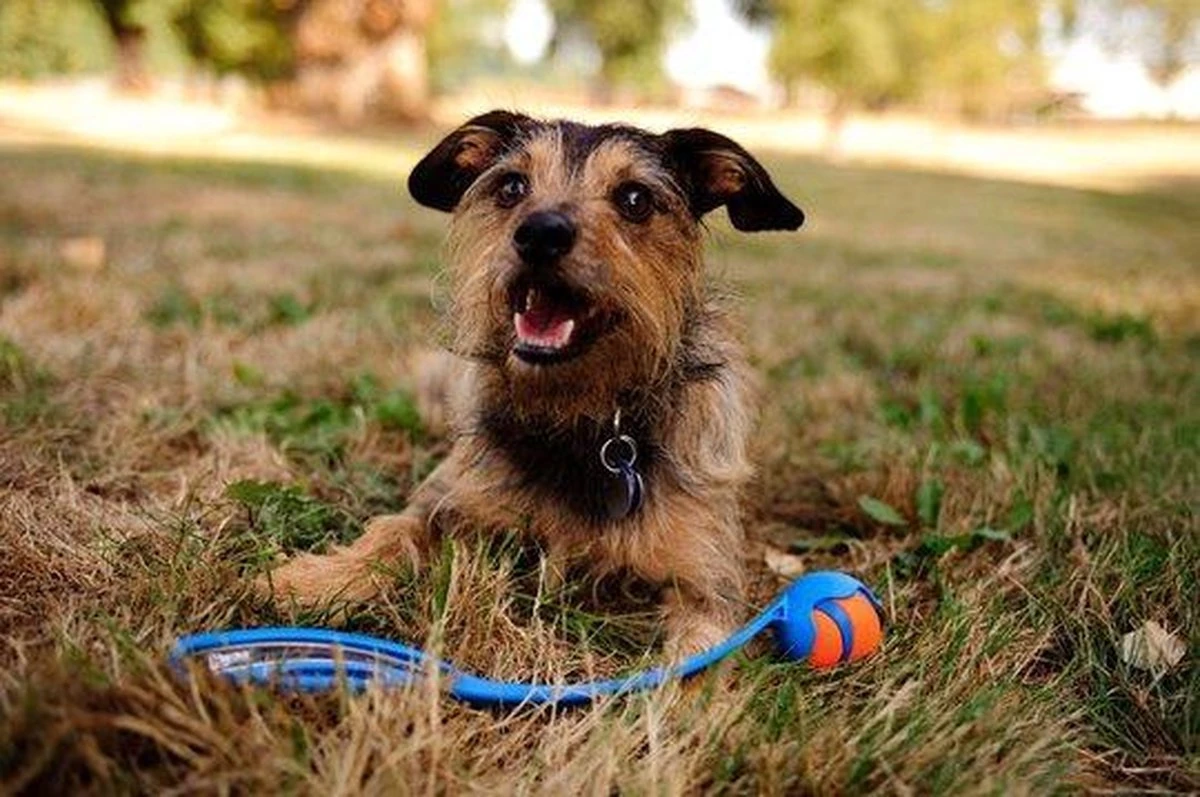 Chuckit! Chuckit Ultra Ball - XXL - 11 Cm 13 Chuckit! Chuckit Ultra Ball - XXL - 11 Cm - Afbeelding 11