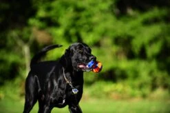 Chuckit! Chuckit Ultra Tug – Hondenspeelgoed - Blauw/Oranje – Large - ø 7 Cm 16 Chuckit! Chuckit Ultra Tug – Hondenspeelgoed - Blauw/Oranje – Large - ø 7 Cm -Huisdier Verkoop 1200x798 6