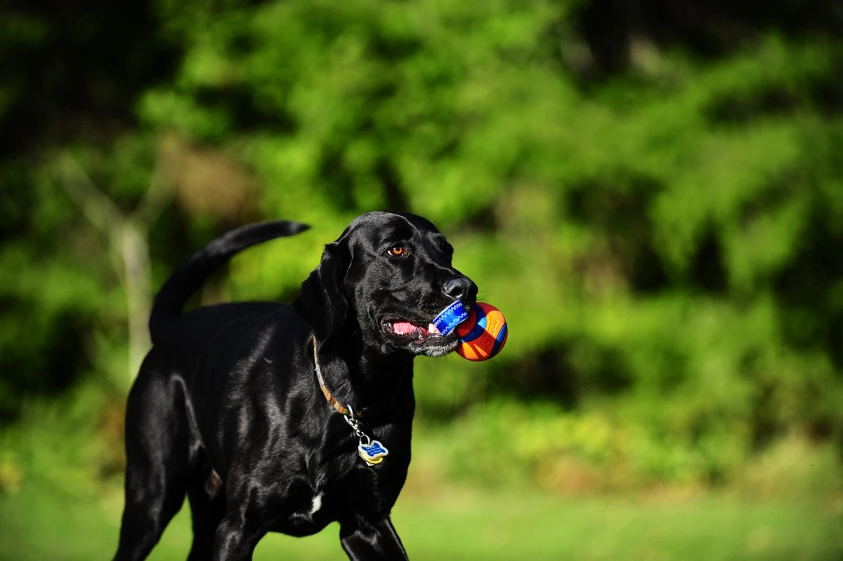 Chuckit! Chuckit Ultra Tug – Hondenspeelgoed - Blauw/Oranje – Large - ø 7 Cm 8 Chuckit! Chuckit Ultra Tug – Hondenspeelgoed - Blauw/Oranje – Large - ø 7 Cm - Afbeelding 6