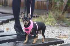 Puppia Soft Hondenharnas - M - Beige 15 Puppia Soft Hondenharnas - M - Beige -Huisdier Verkoop 1200x799 12