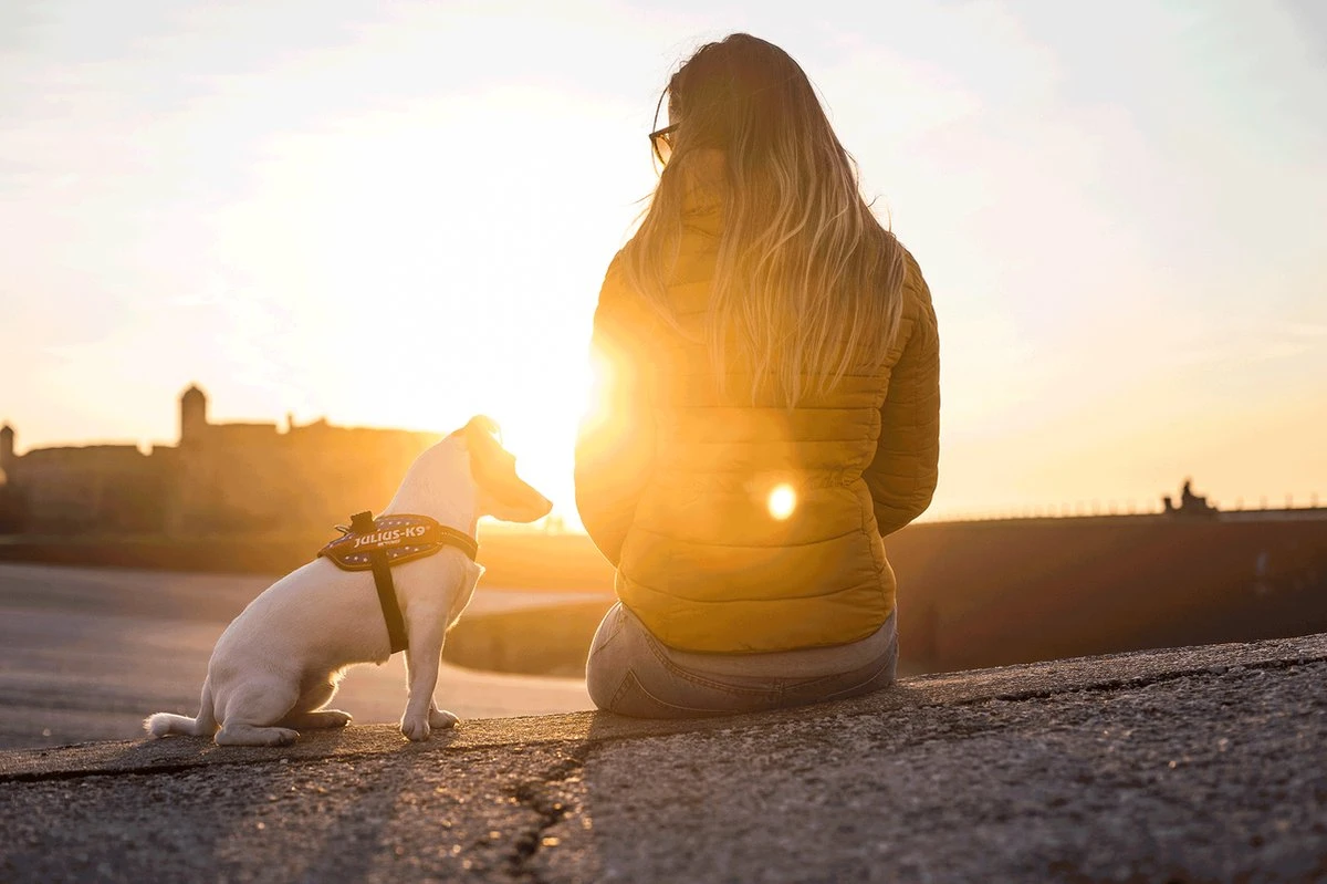 Julius K9 Julius-K9 IDC®Powertuig, XS - Mini-Mini, Camouflage 7 Julius K9 Julius-K9 IDC®Powertuig, XS - Mini-Mini, Camouflage - Afbeelding 5